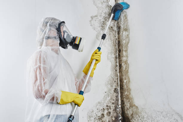 Best Black Mold Removal  in Corning, CA