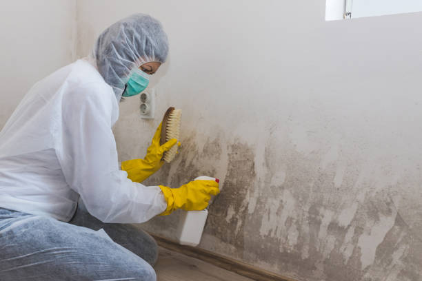 Home Mold Removal in Corning, CA