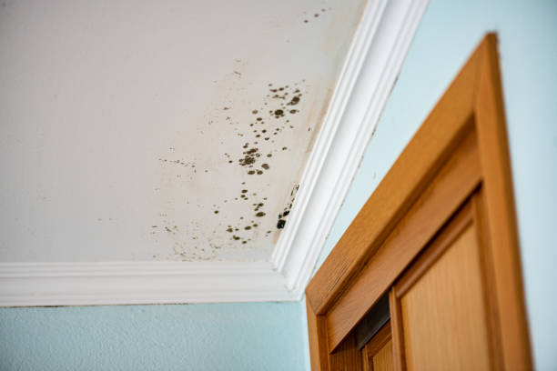 Best Attic Mold Removal  in Corning, CA