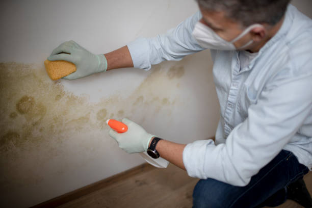 Best Fast Mold Removal  in Corning, CA