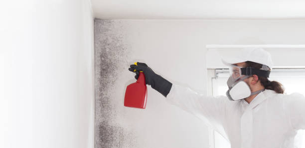 Best Home Mold Removal  in Corning, CA